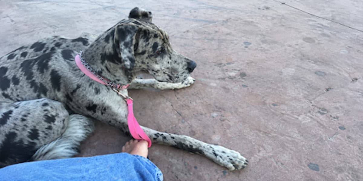 Behavior Modification Dog Training Behavior Modification Dog Training
