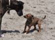 e-collar training for reactive dogs