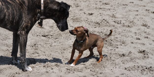 e-collar training for reactive dogs