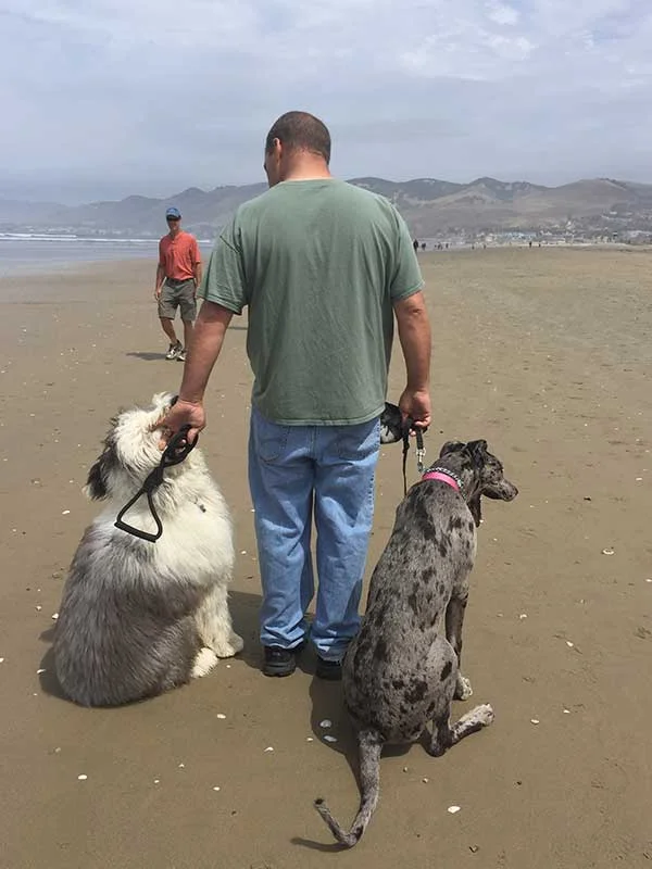 Going for a pack walk during a Board and Train outing in beach side