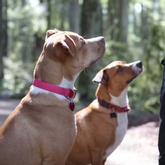 Everything-You-Must-Know-About-Off-Leash-Training-For-Dogs