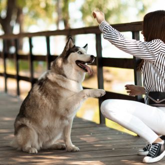 Know-How-Often-Should-You-Train-Your-Dog.