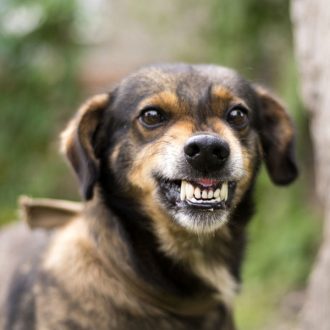 Excessive Barking Dog Training Services in San Luis Obispo