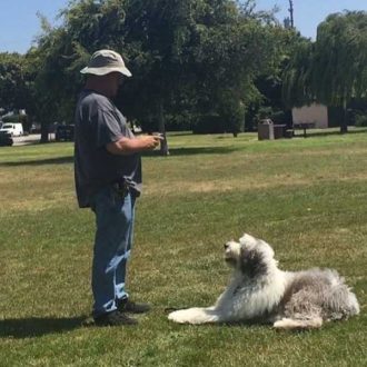 dog-rehabilitation-training-Santa-Maria