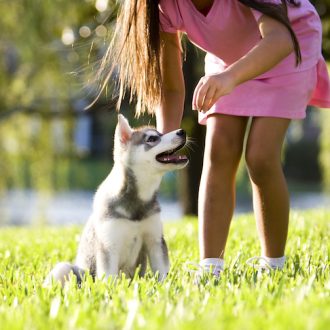 dog-training