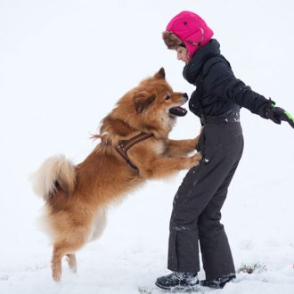 jumping-dog-training