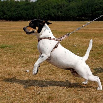 leash-pulling-dog-training